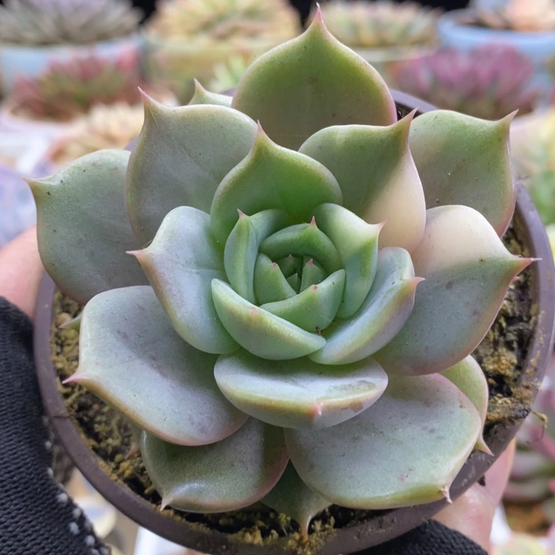 661贝加尔湖锦锦锦锦