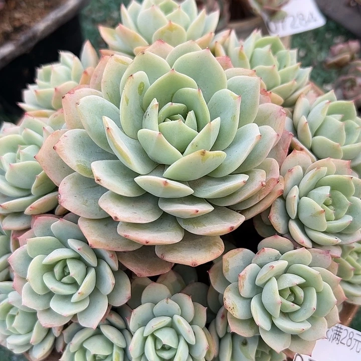 幸运儿的一句台词我真的