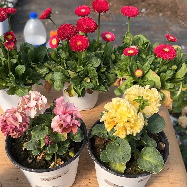 红陶抖音直播闪拍45