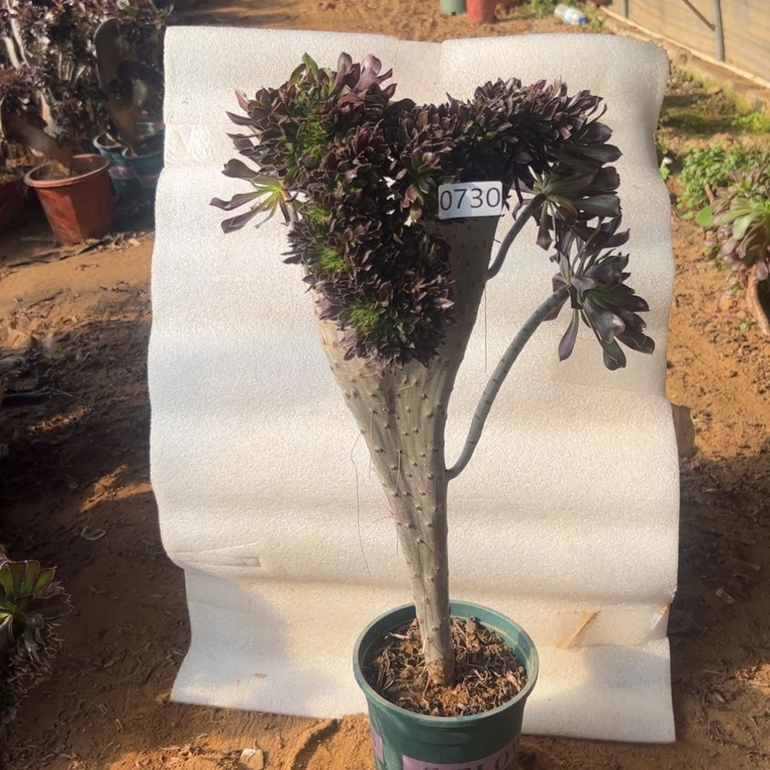 黑缀730高度50厘米