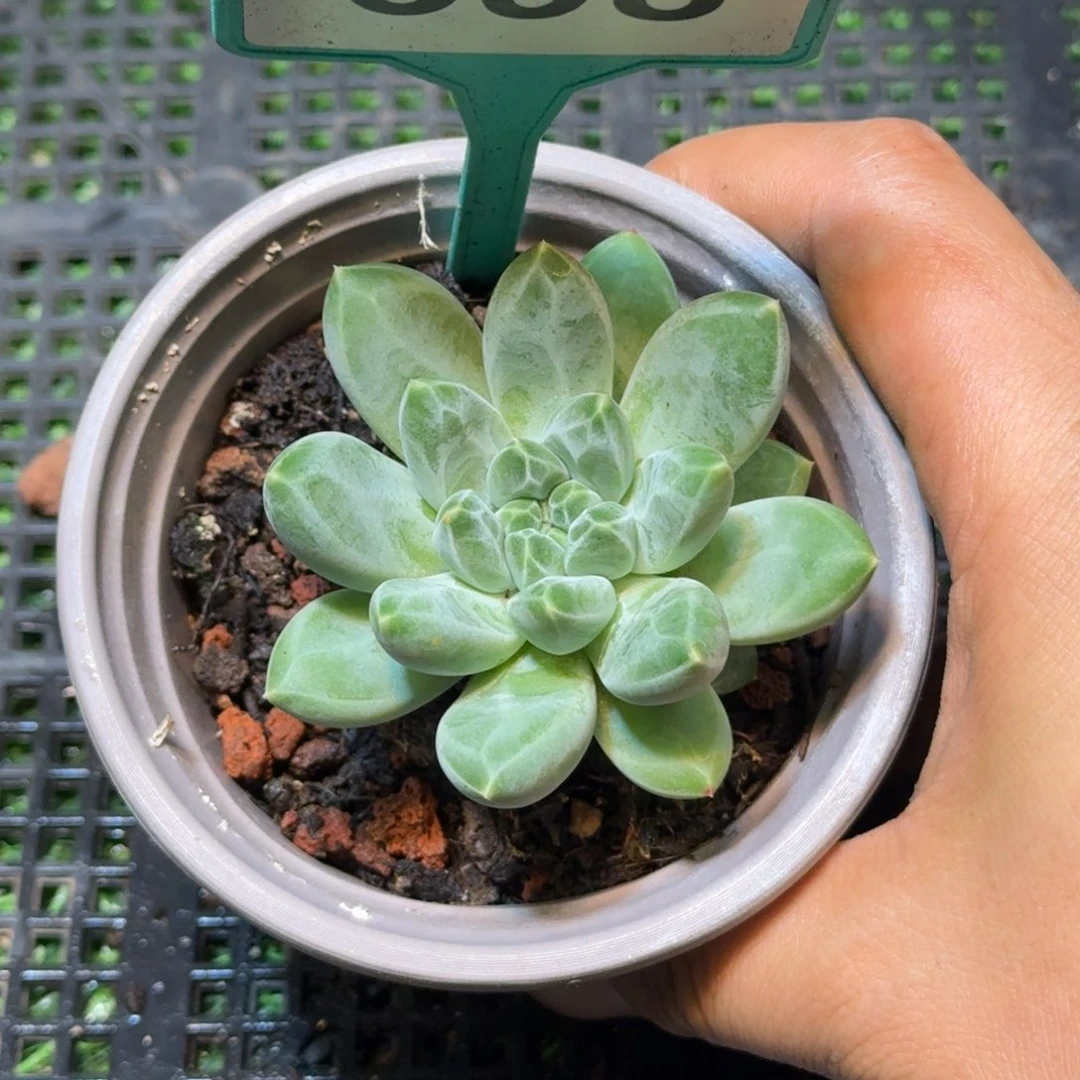 多肉植物雨花石398