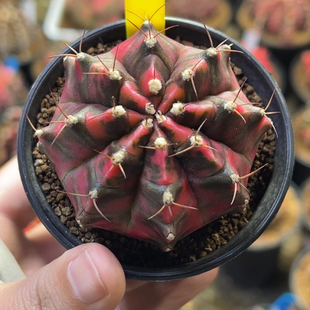 泰系实生豪臀米哈锦A8