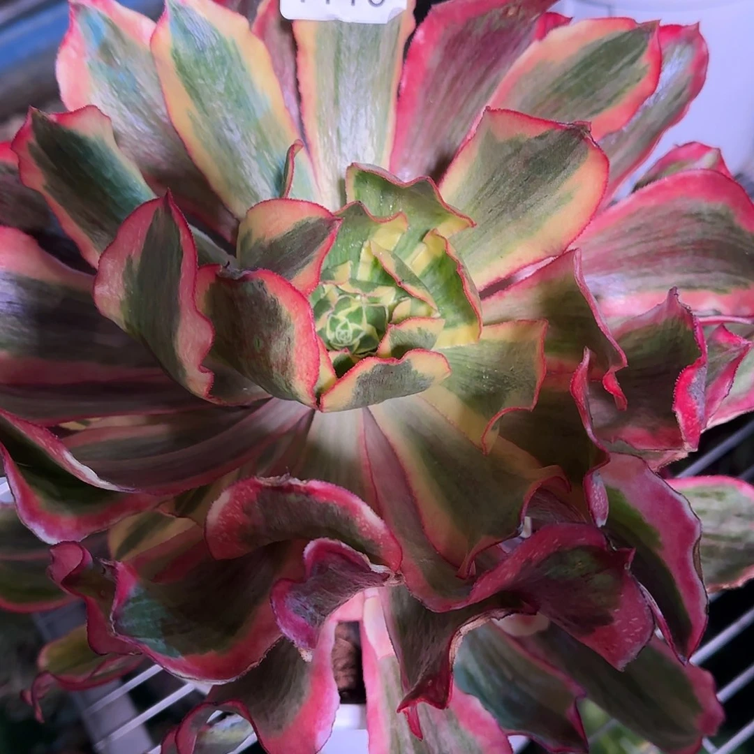 多肉植物魅影1110