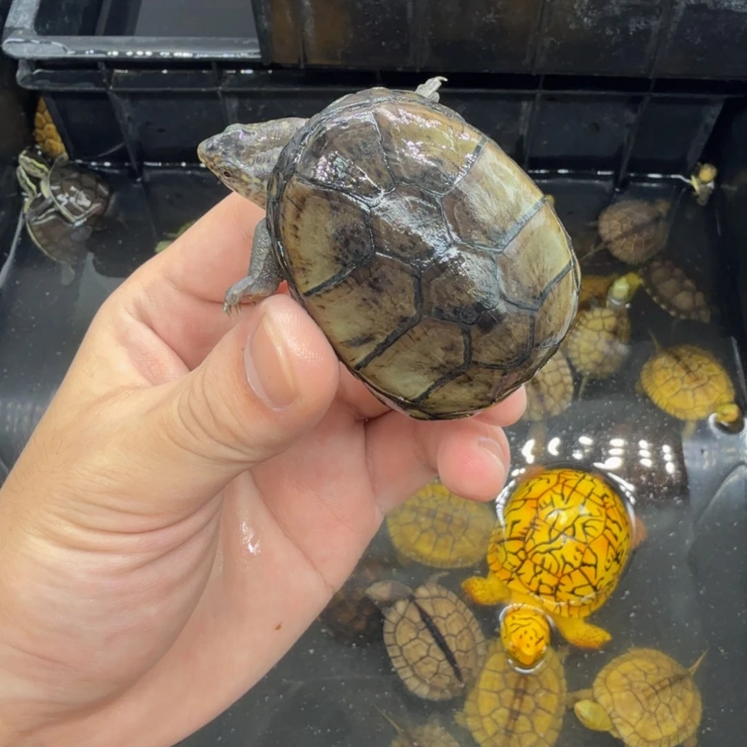 不分公母宠物龟东方瑕疵
