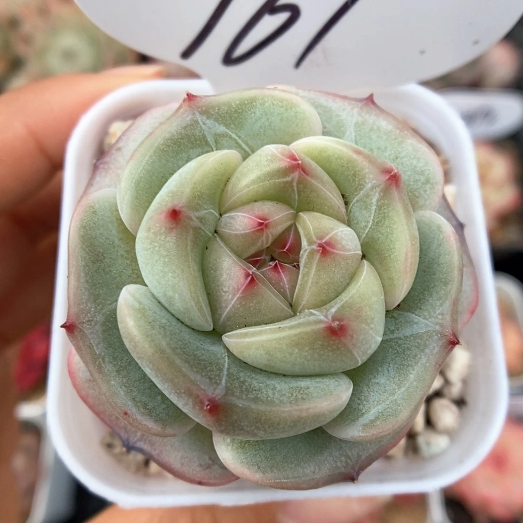 气泡新品可拍961号。