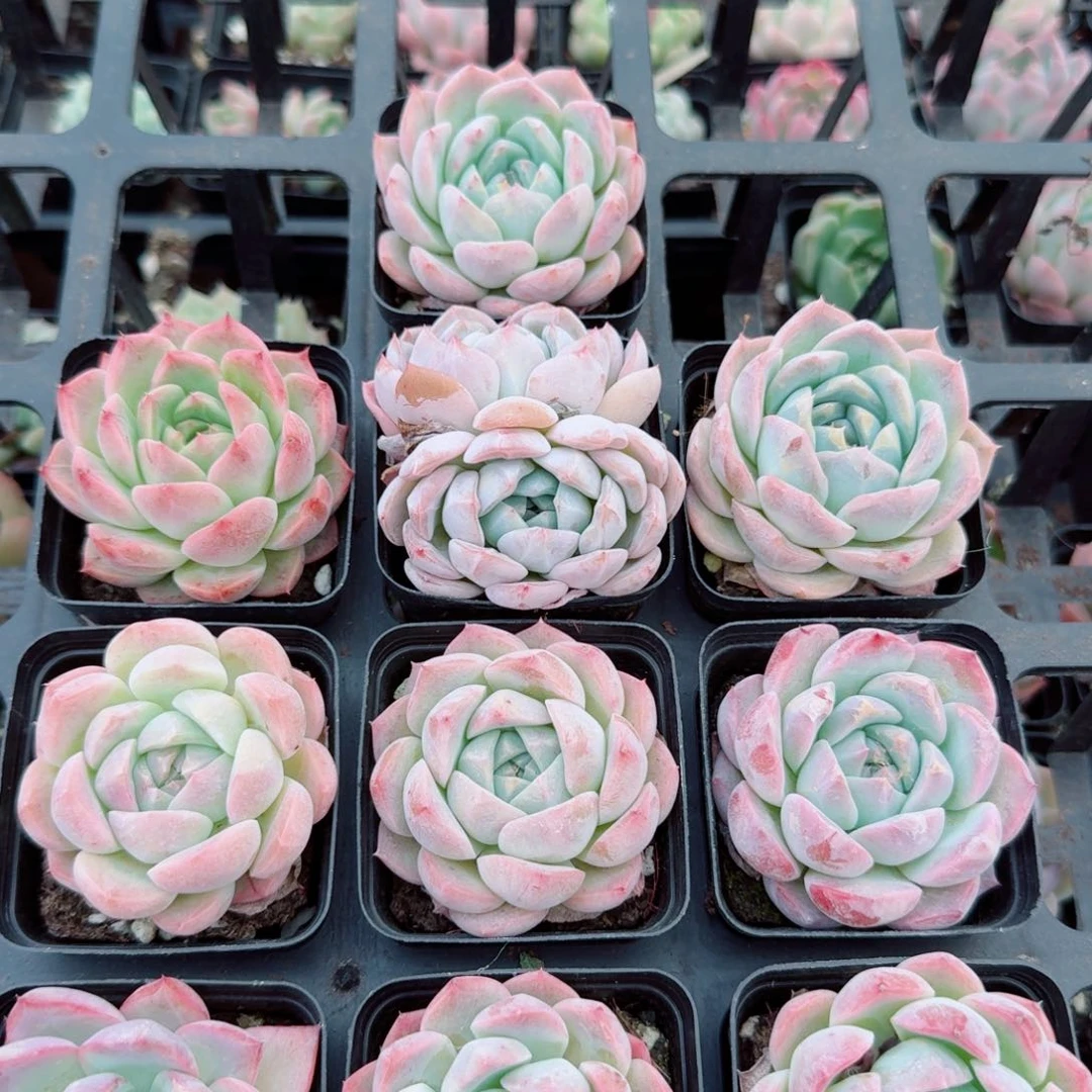 20-18多肉杂交十棵粉色量拍