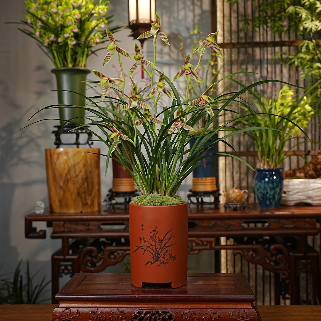 寒兰铭品【醉红颜】名贵兰花 宜兴大师高端紫砂盆 室内好养易活