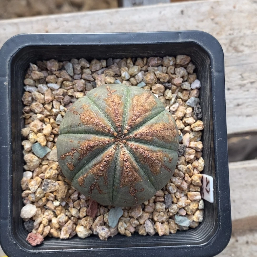 14 欧系实生布纹球多肉植物