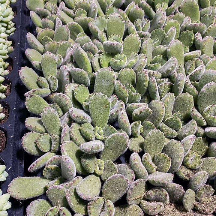 小绿熊1元带土发货