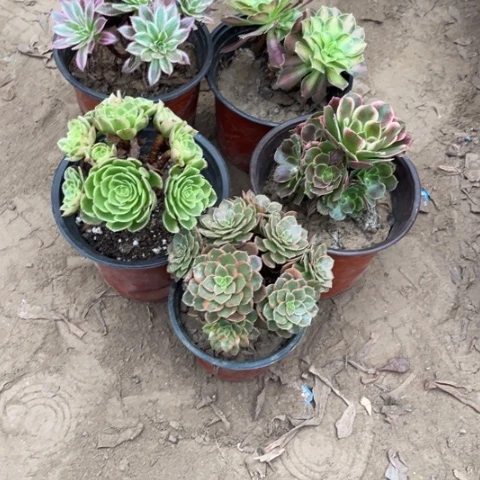 926多肉植物组合，