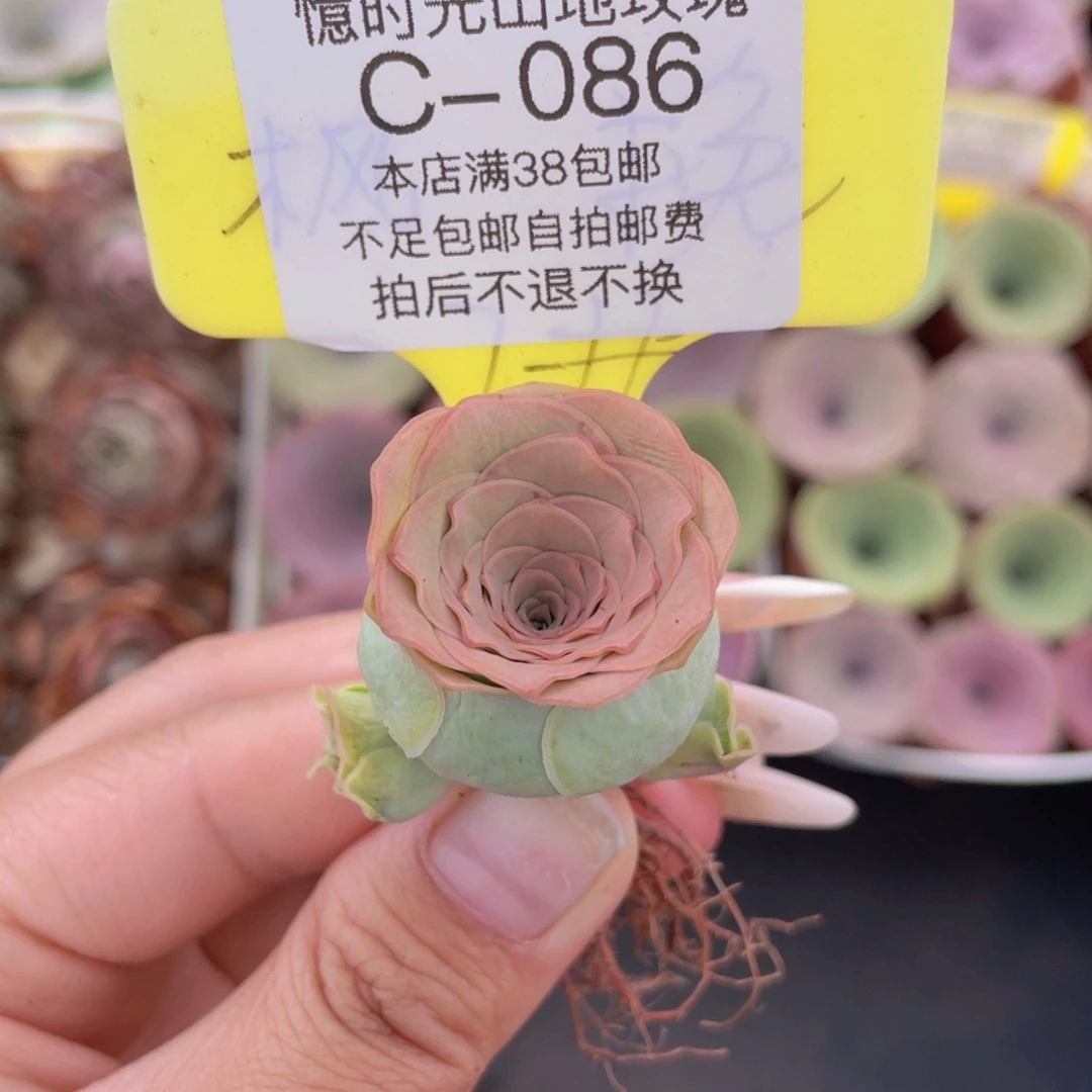 山地玫瑰C086满38包邮裸根发货