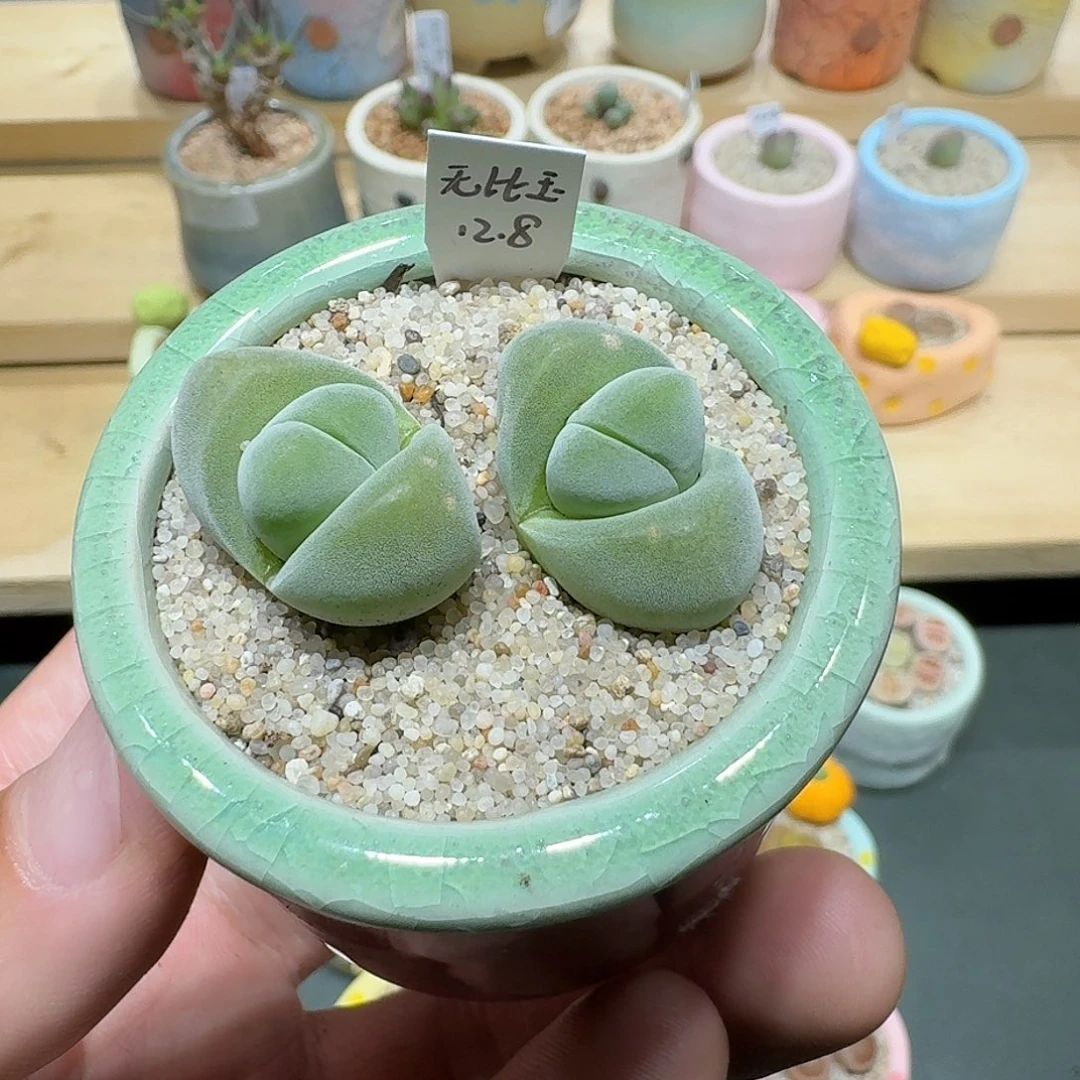 红陶蘑菇813无比玉