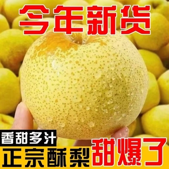 正宗酥梨脆甜多汁新鲜采摘坏果包赔整箱包邮