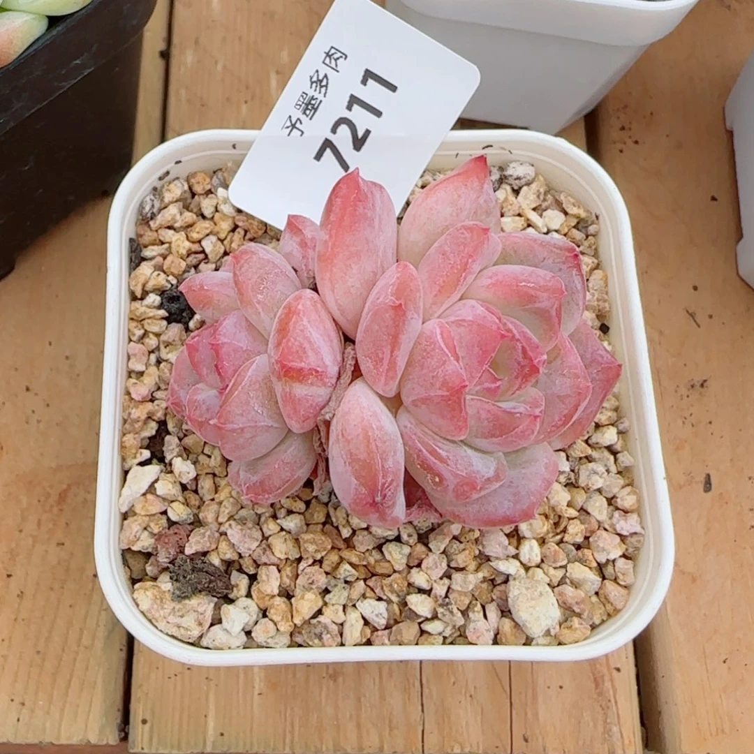 下播福利，7211多肉植物