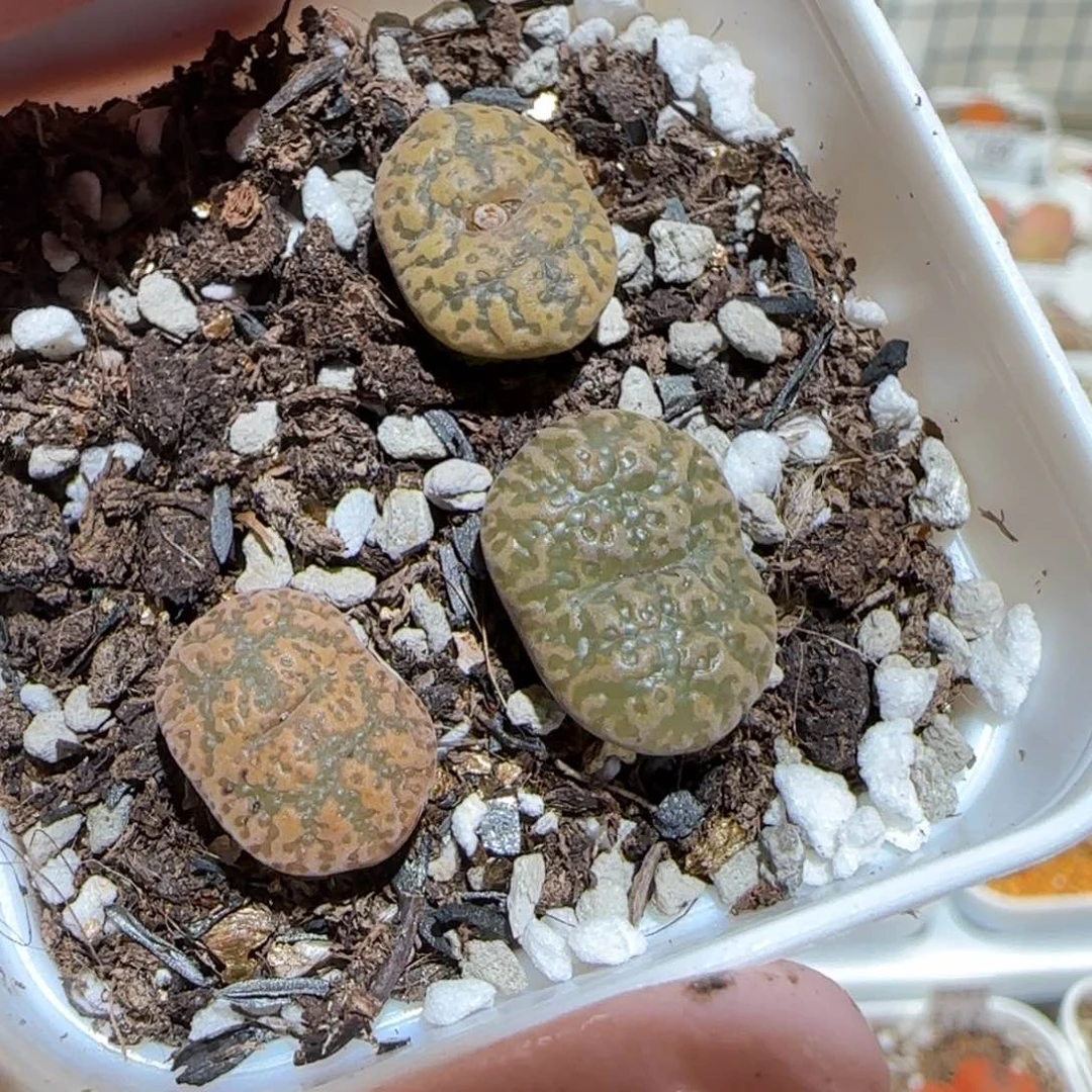 肉锥多肉植物百科-泡泡勋一盆330