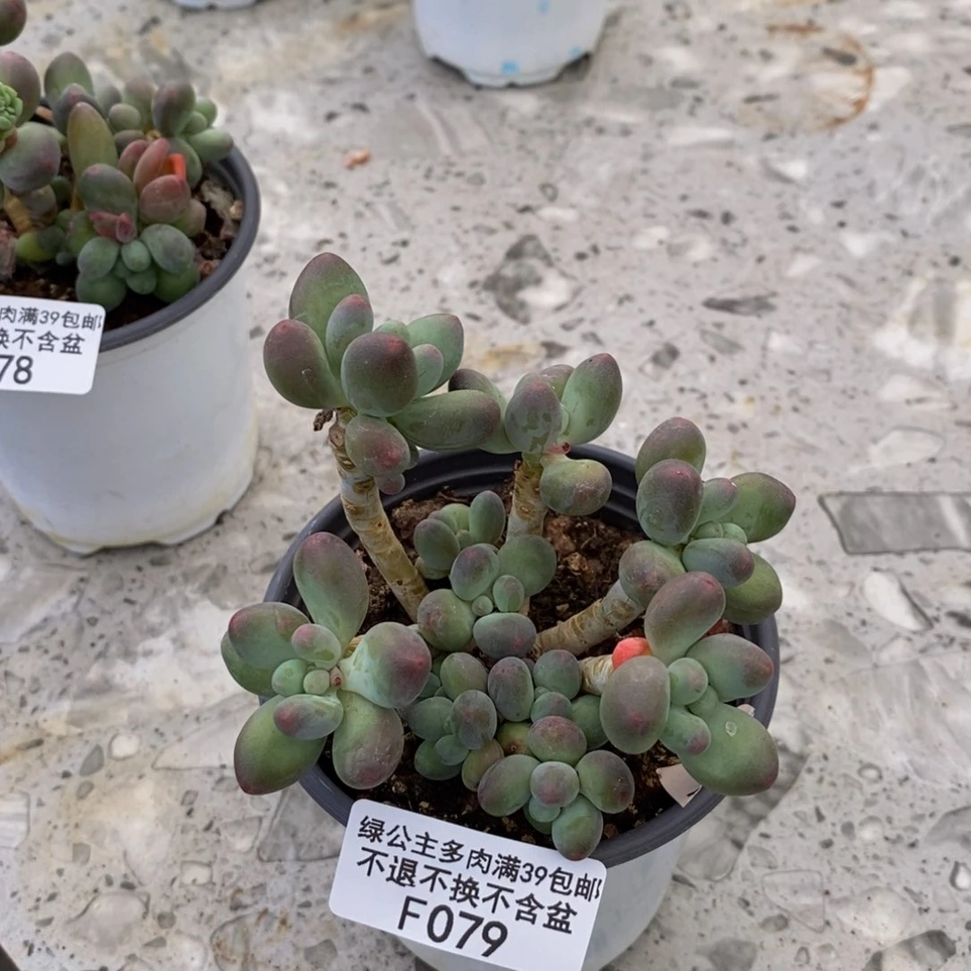 079苹果奶多肉7cm