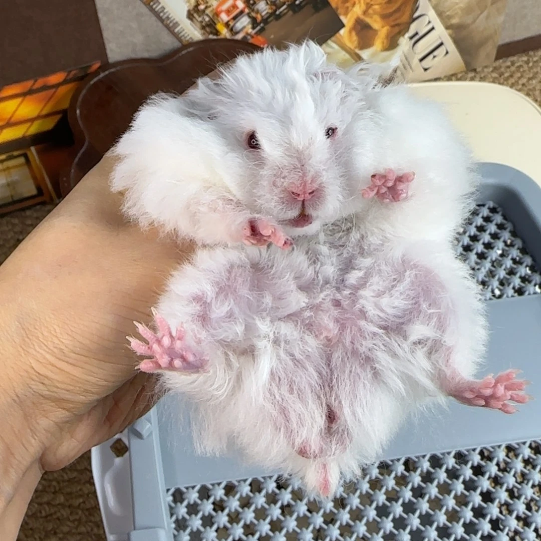 卷毛象牙白弟弟8.08