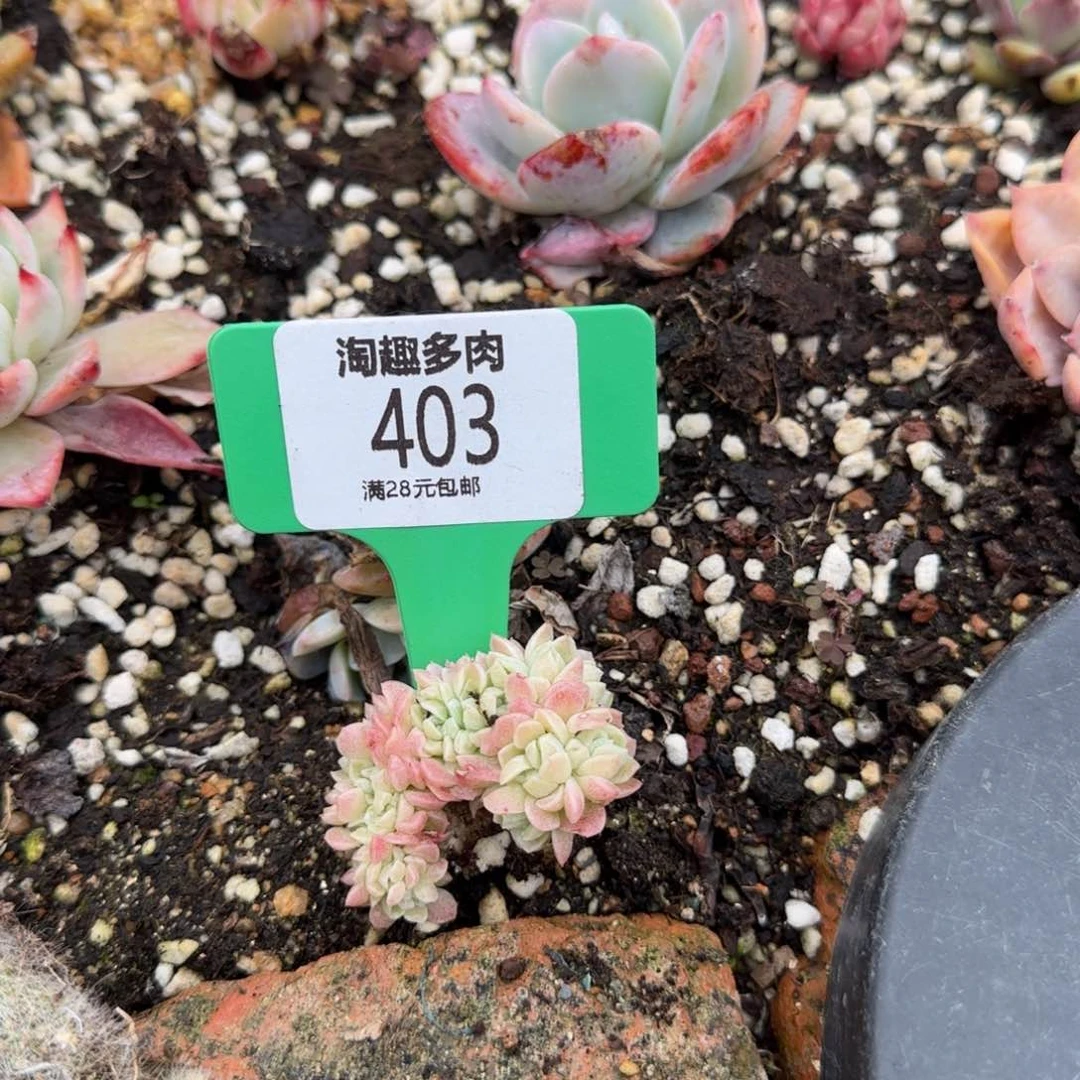 多肉植物肥女王麦杆锐化