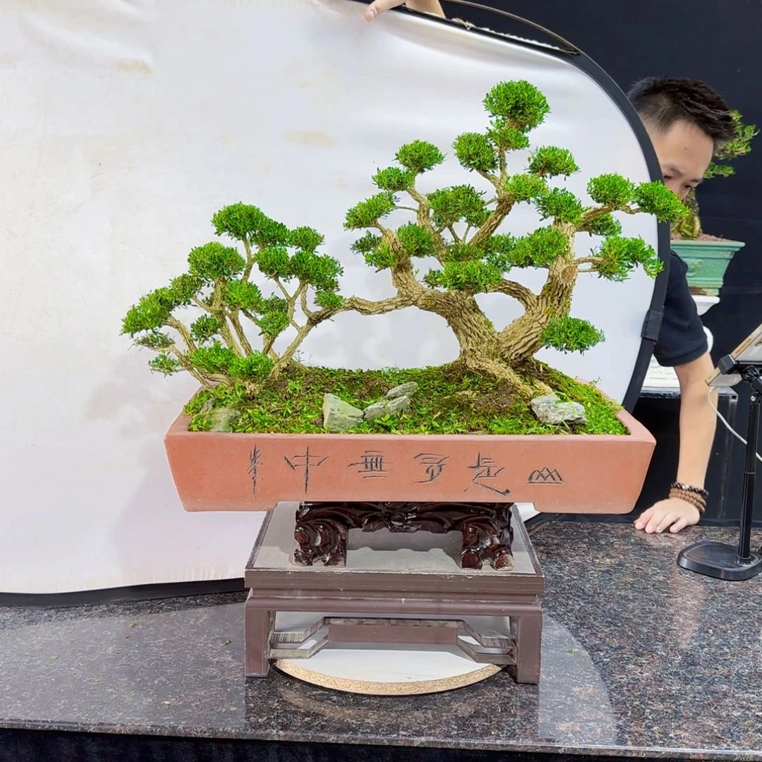 当前无花朵，栽培后可花朵