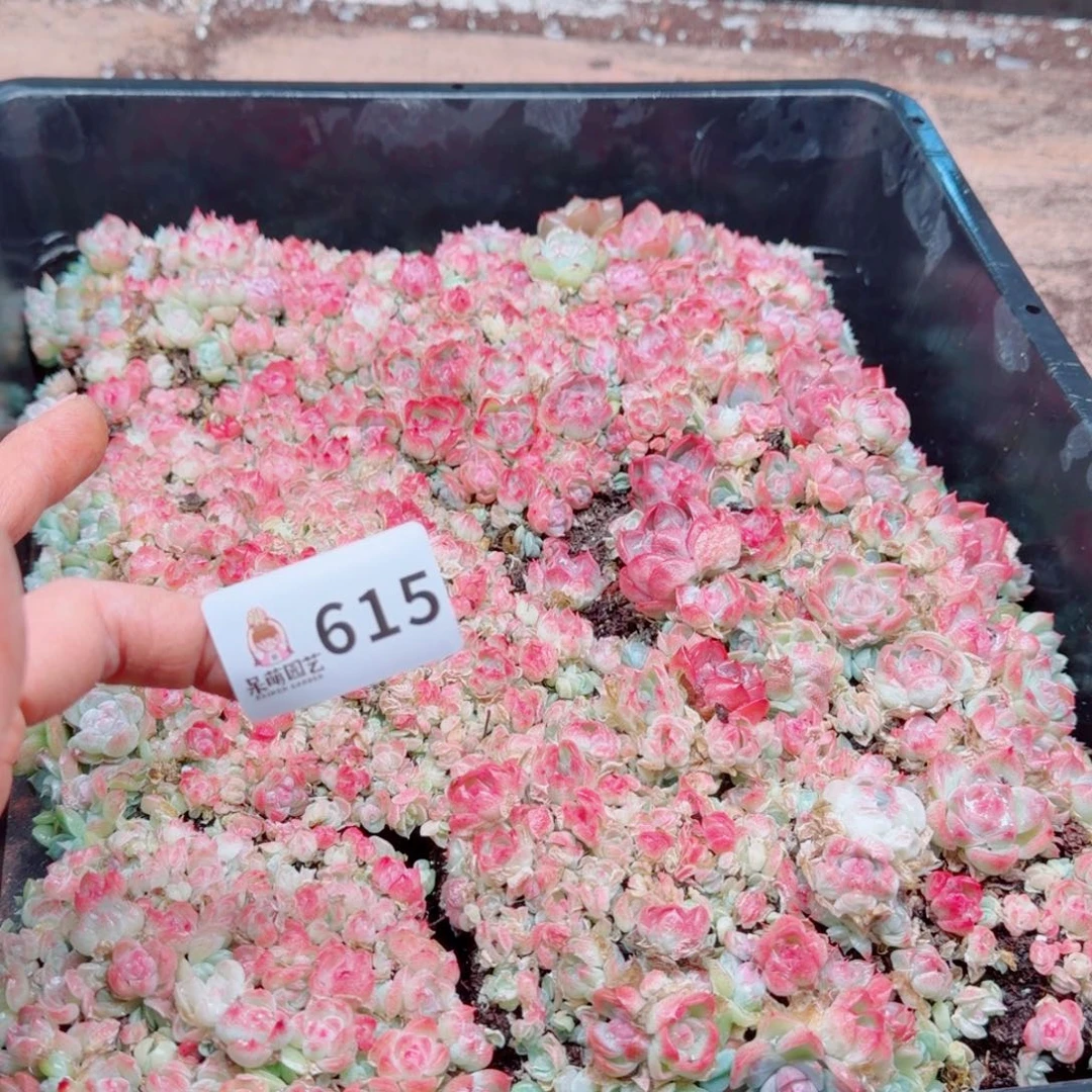 度***多肉植物多肉植物