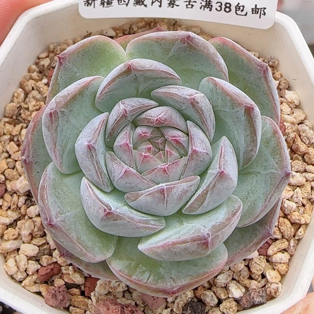 多肉0705-189糖心糖心