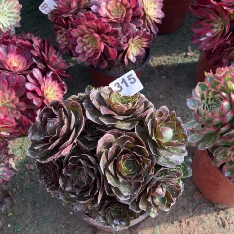 315魅金玫瑰朵朵多肉，