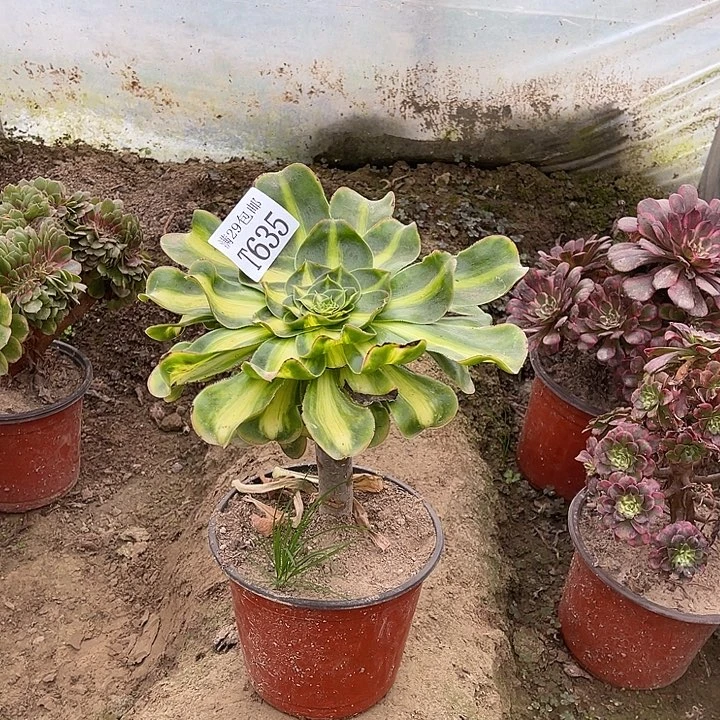 635爆君   多肉植物