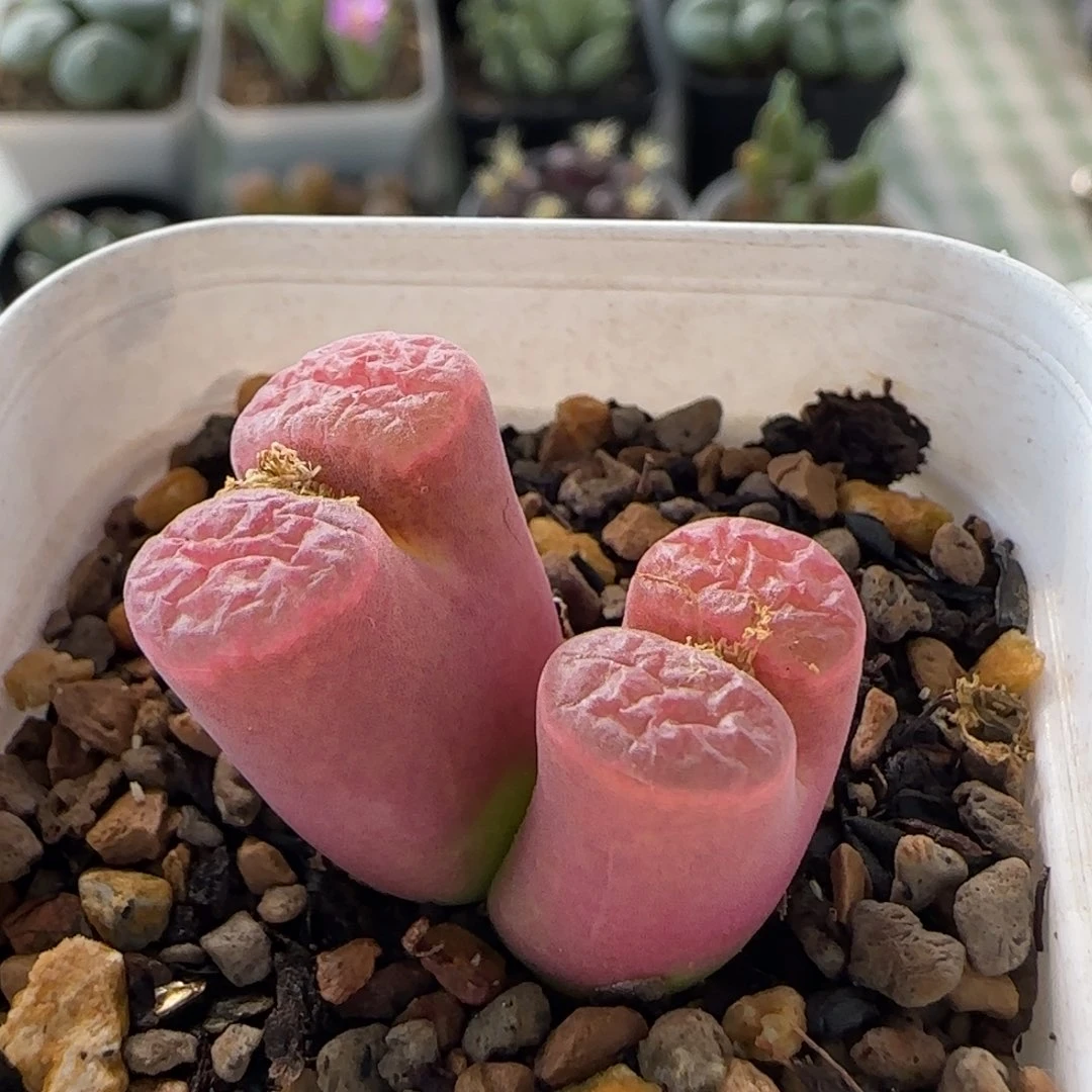 克里普兰磁铁风铃