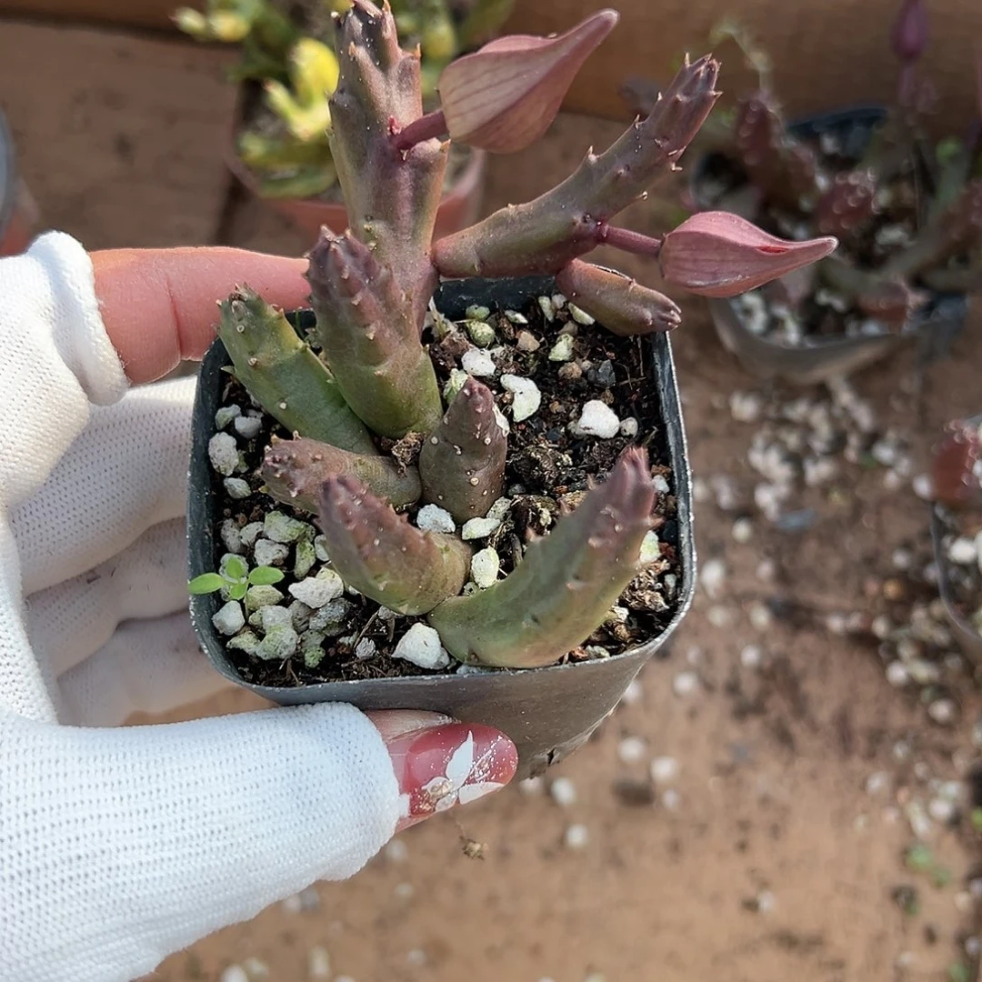 多肉植物红斑犀牛角