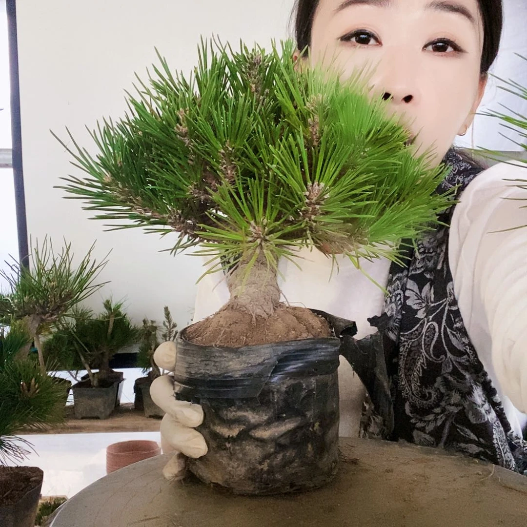 无花朵植物形态多年生草本