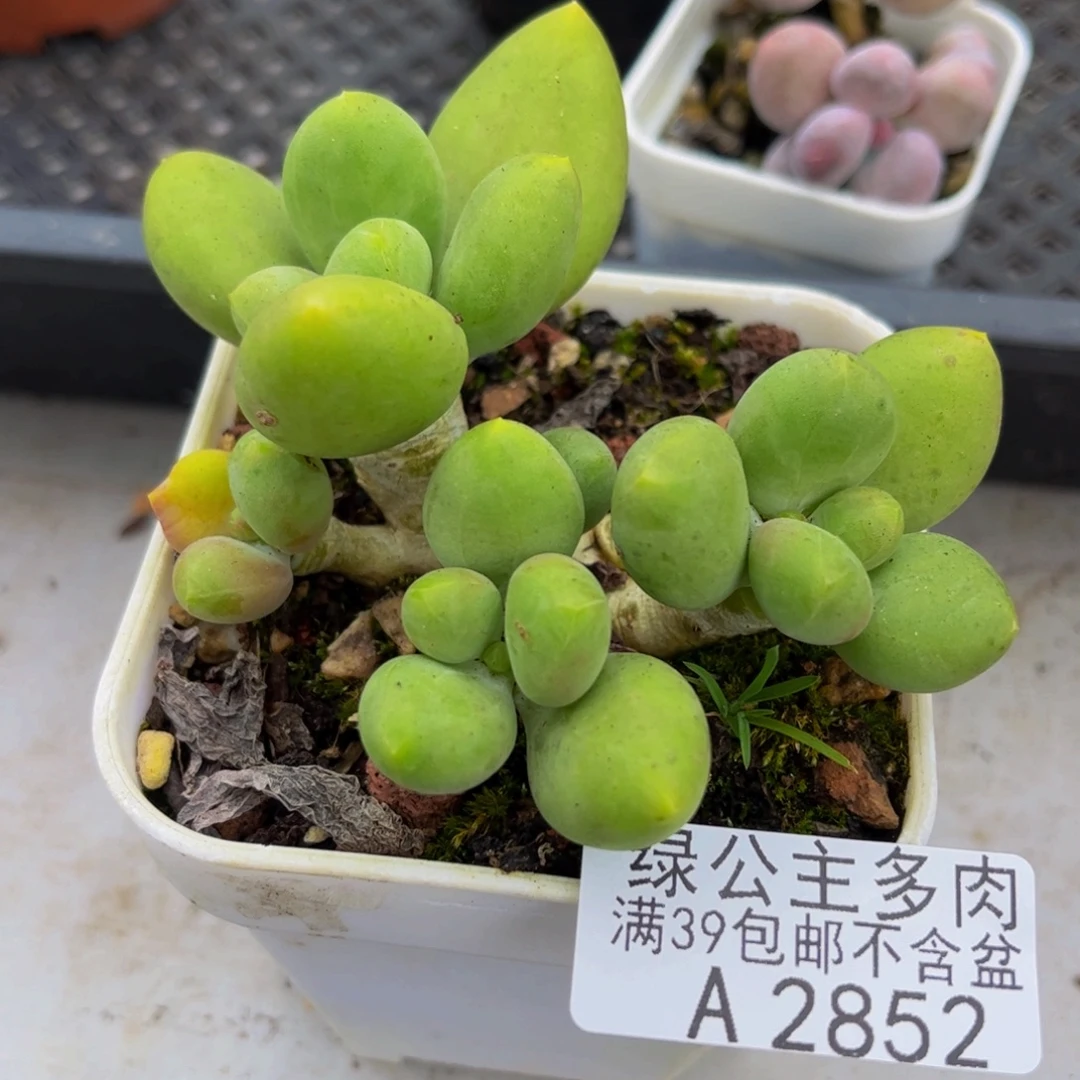 2752-芒果奶多肉7cm
