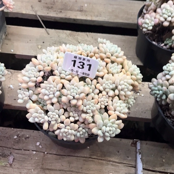 红陶岁**s多肉植物一颗好看