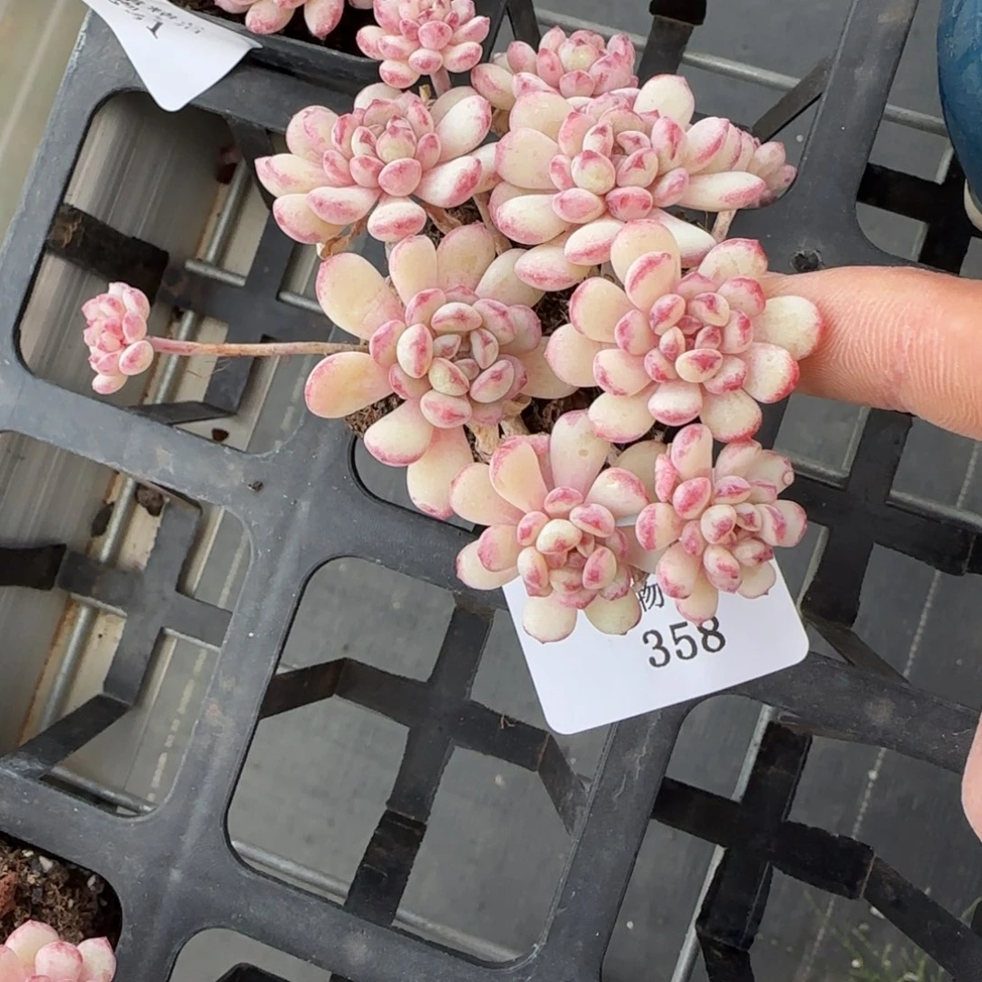 小*。闪购精品多肉358号