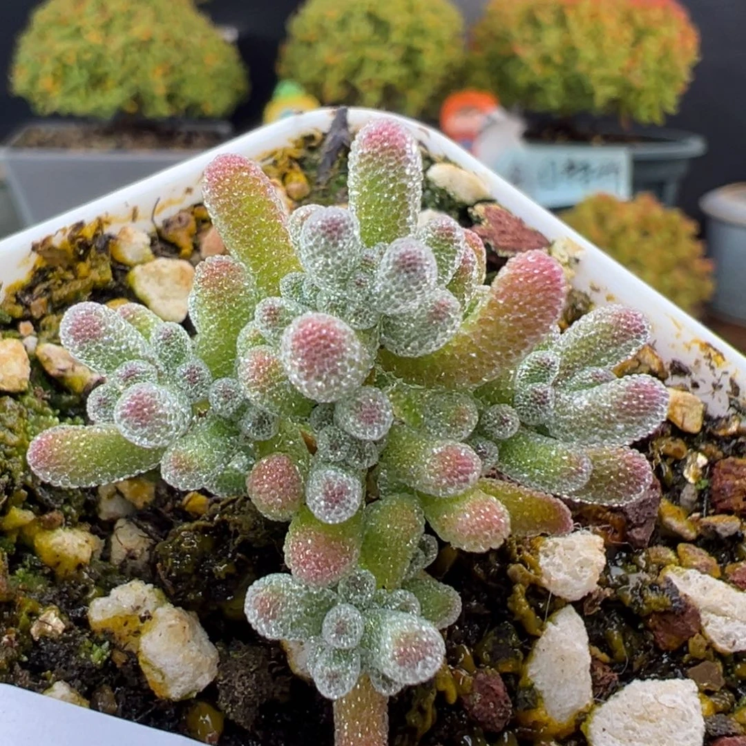 dy5612实生橙冰晶冠幅3cm