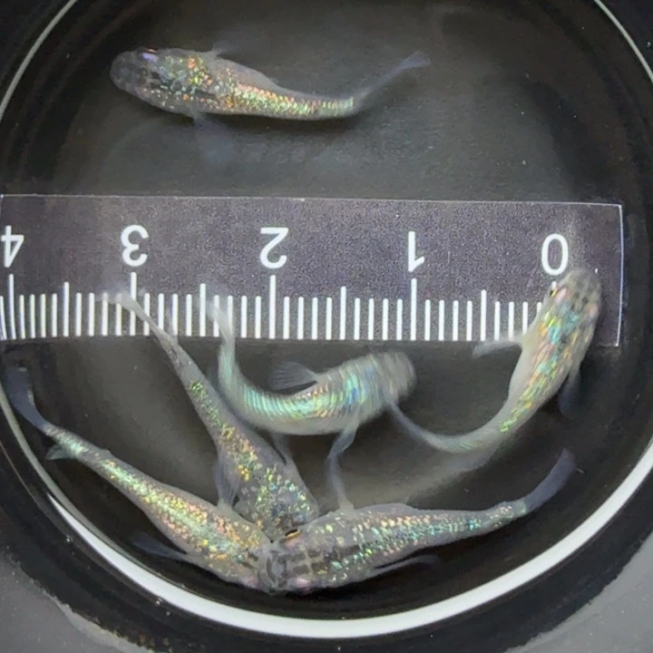 青鳉鱼短体蓝宝石53号