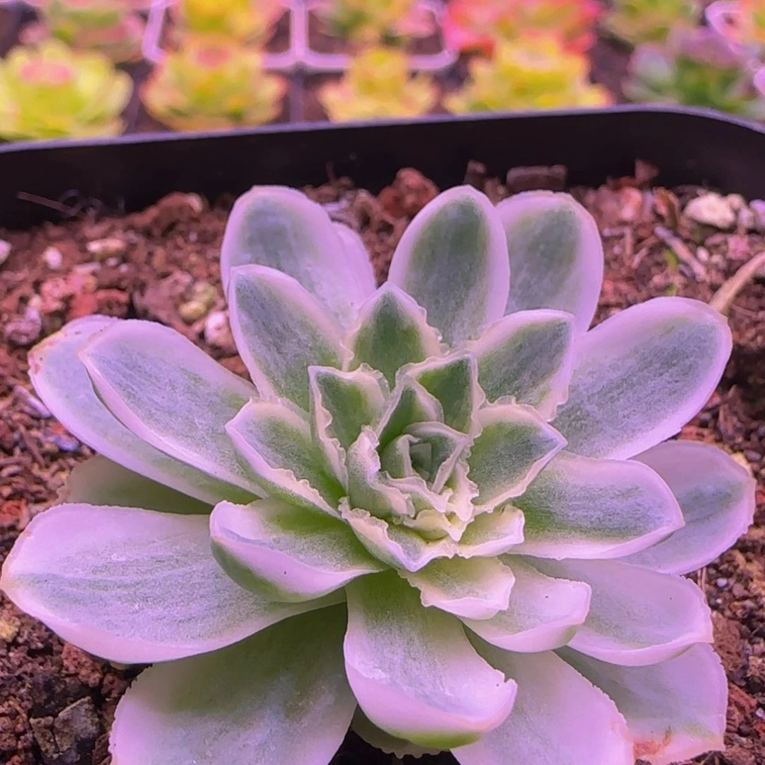 锦124386868686868683835