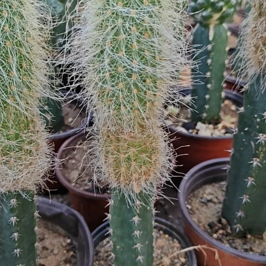 银狐虾秀普嫁接大版福包邮