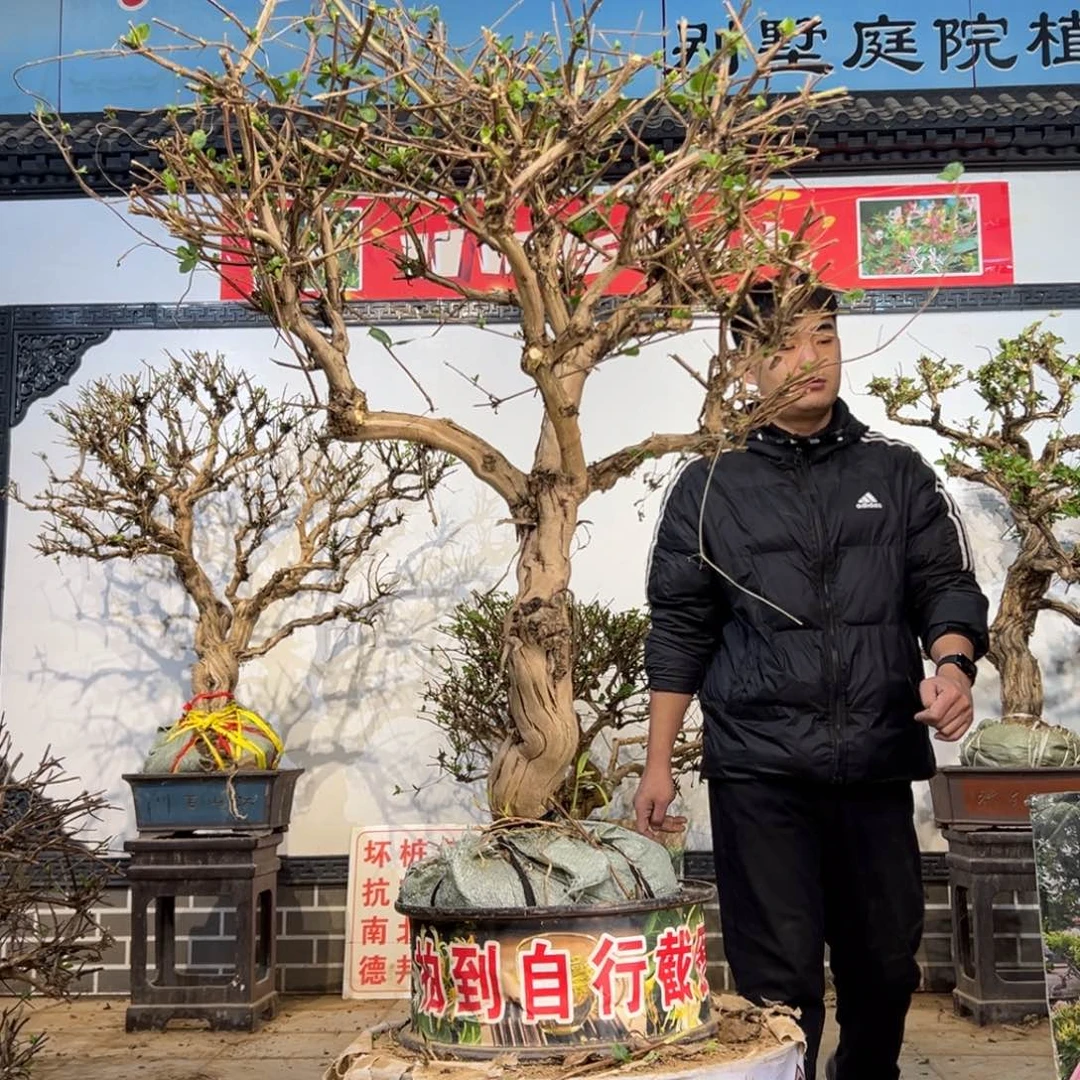 无花朵金银花开花2585666988