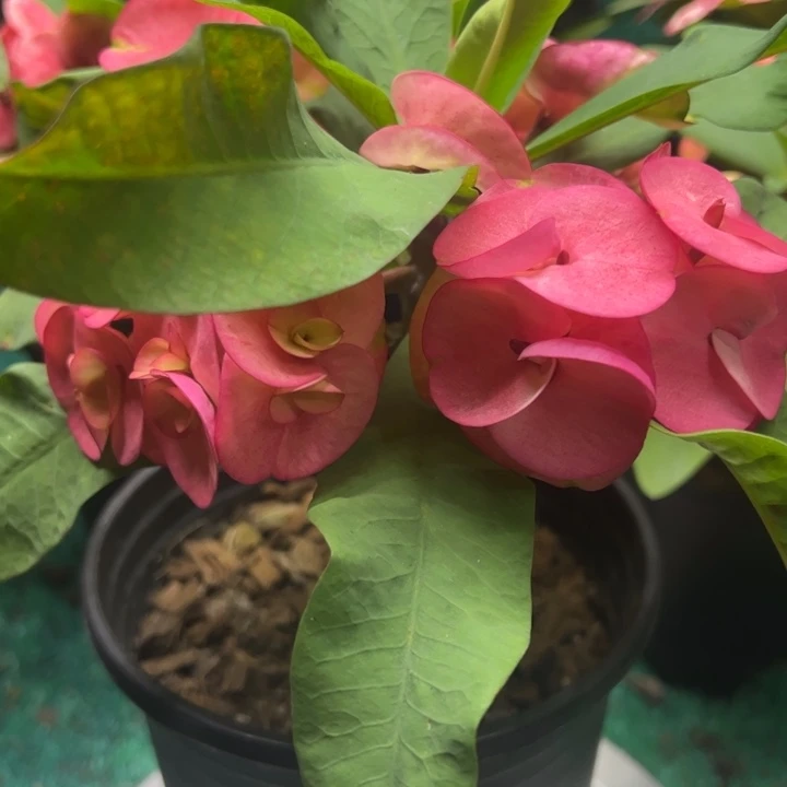 泰品扦插一物一拍13