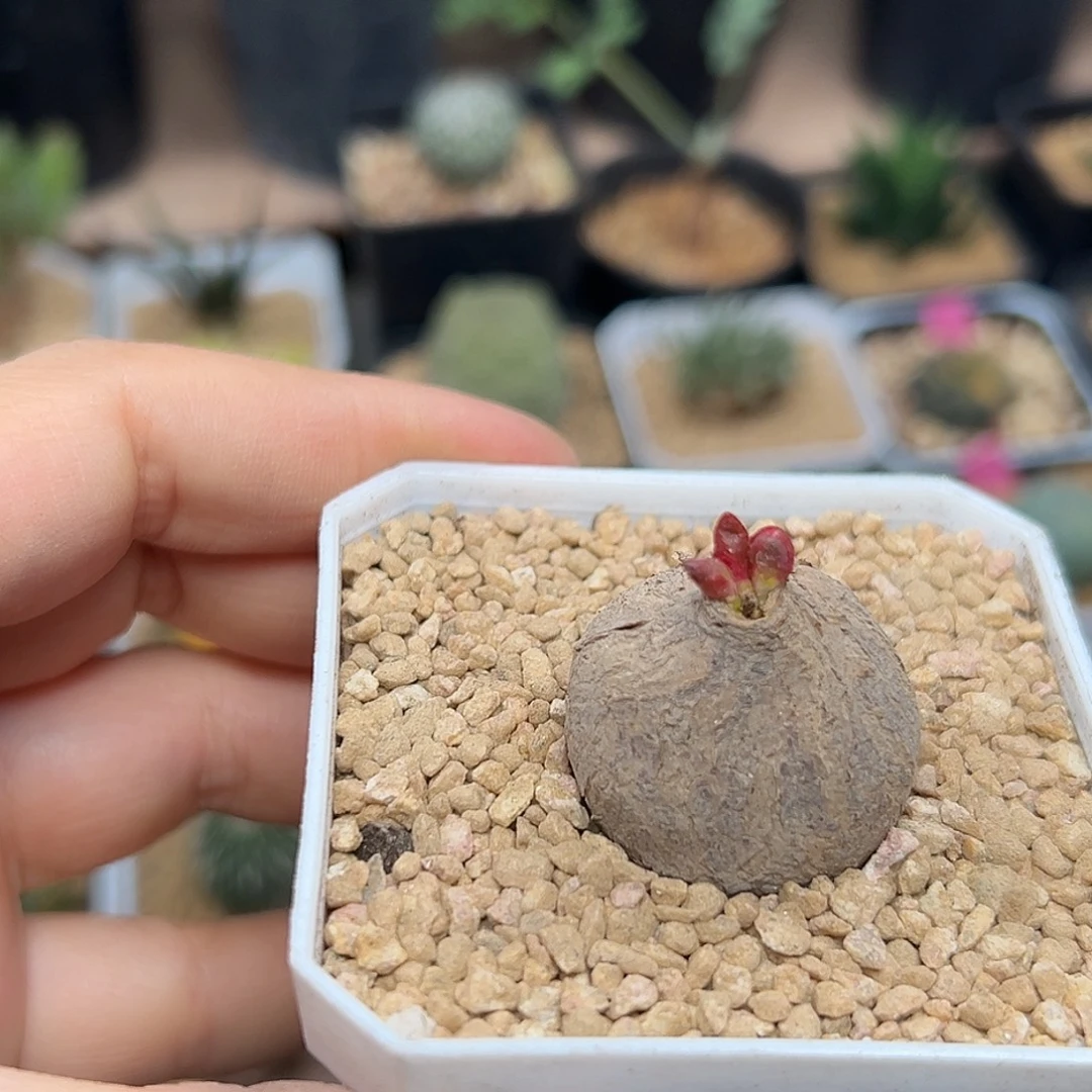 玫瑰大戟实生带盆发货