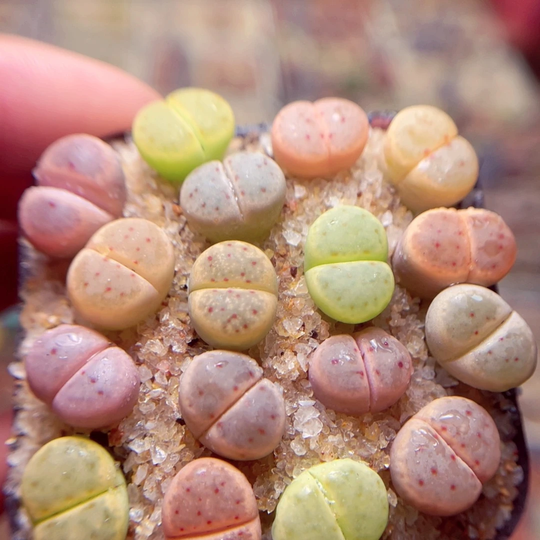 41号带盆包邮发货