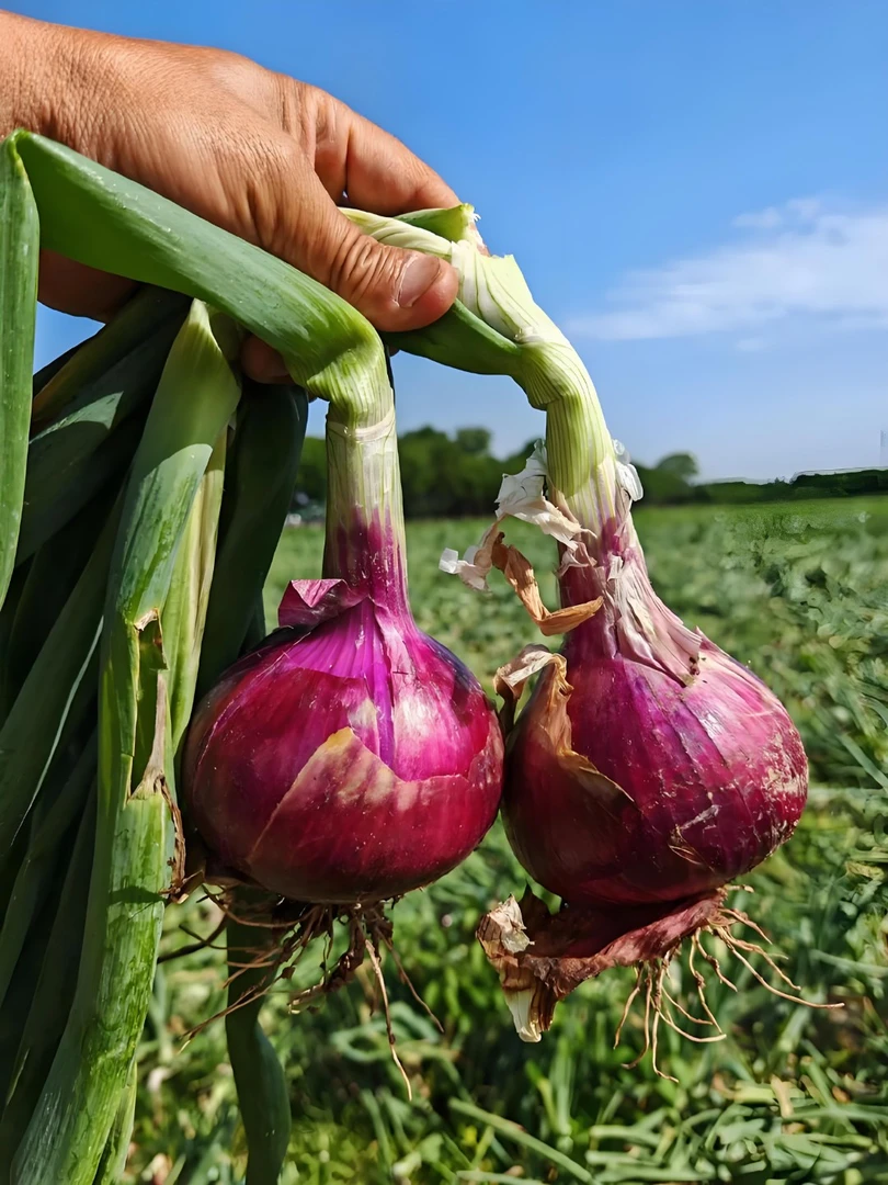2025农家自种现挖现发新鲜紫皮水果洋葱