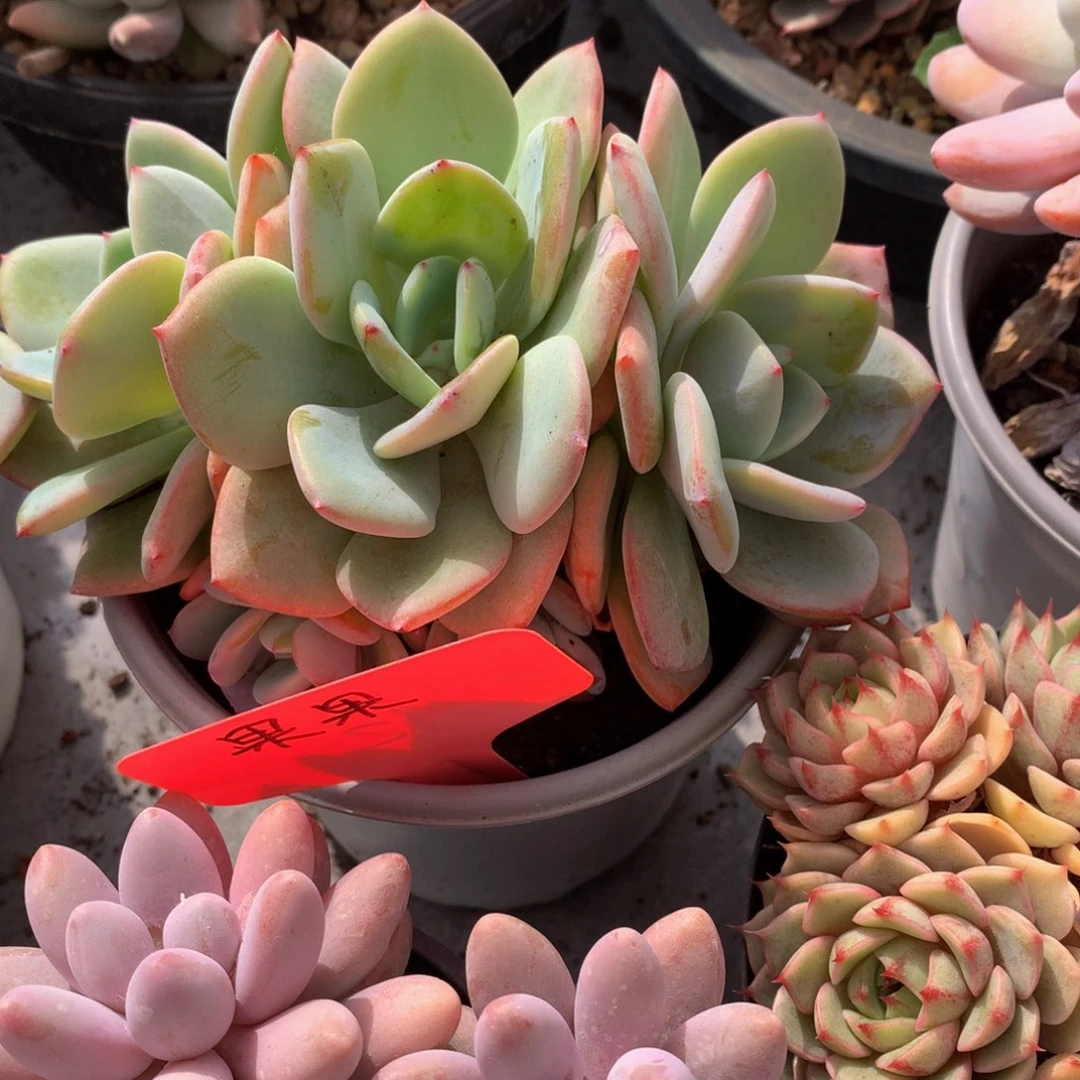 白凤朵朵5262626626362