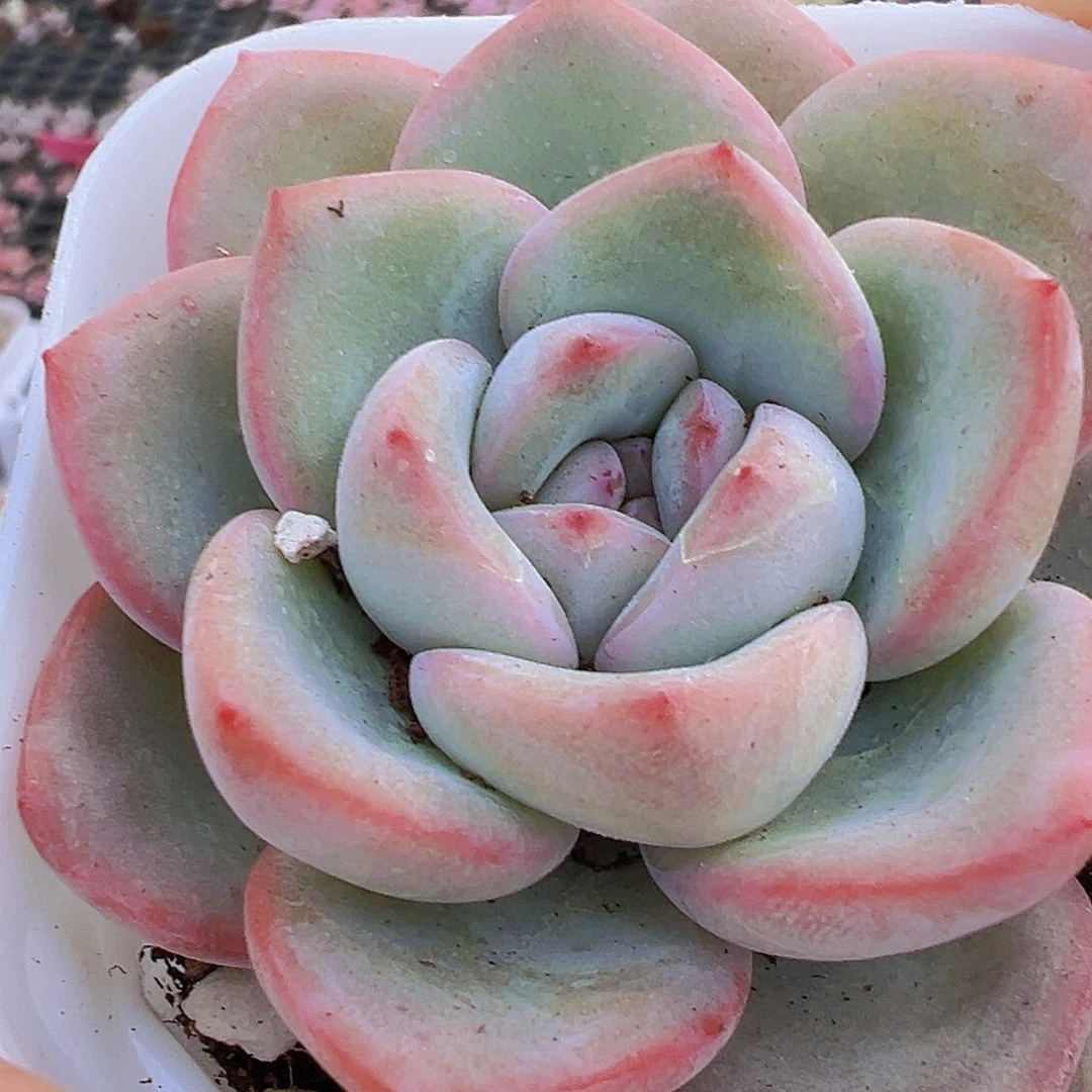 奶油泡芙2盆19包邮