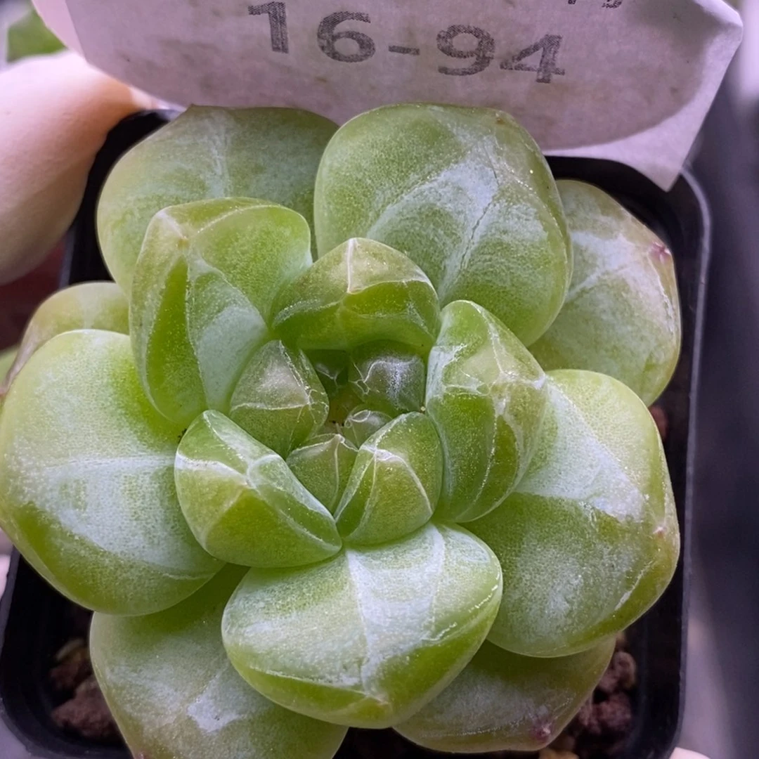 【闪购商品】16-94