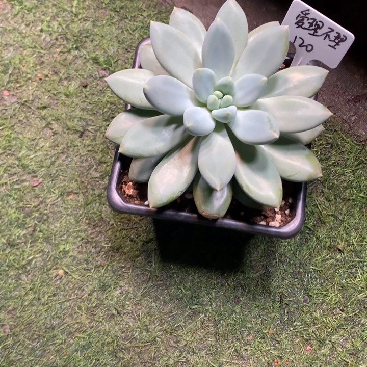 单头哥特发货多肉