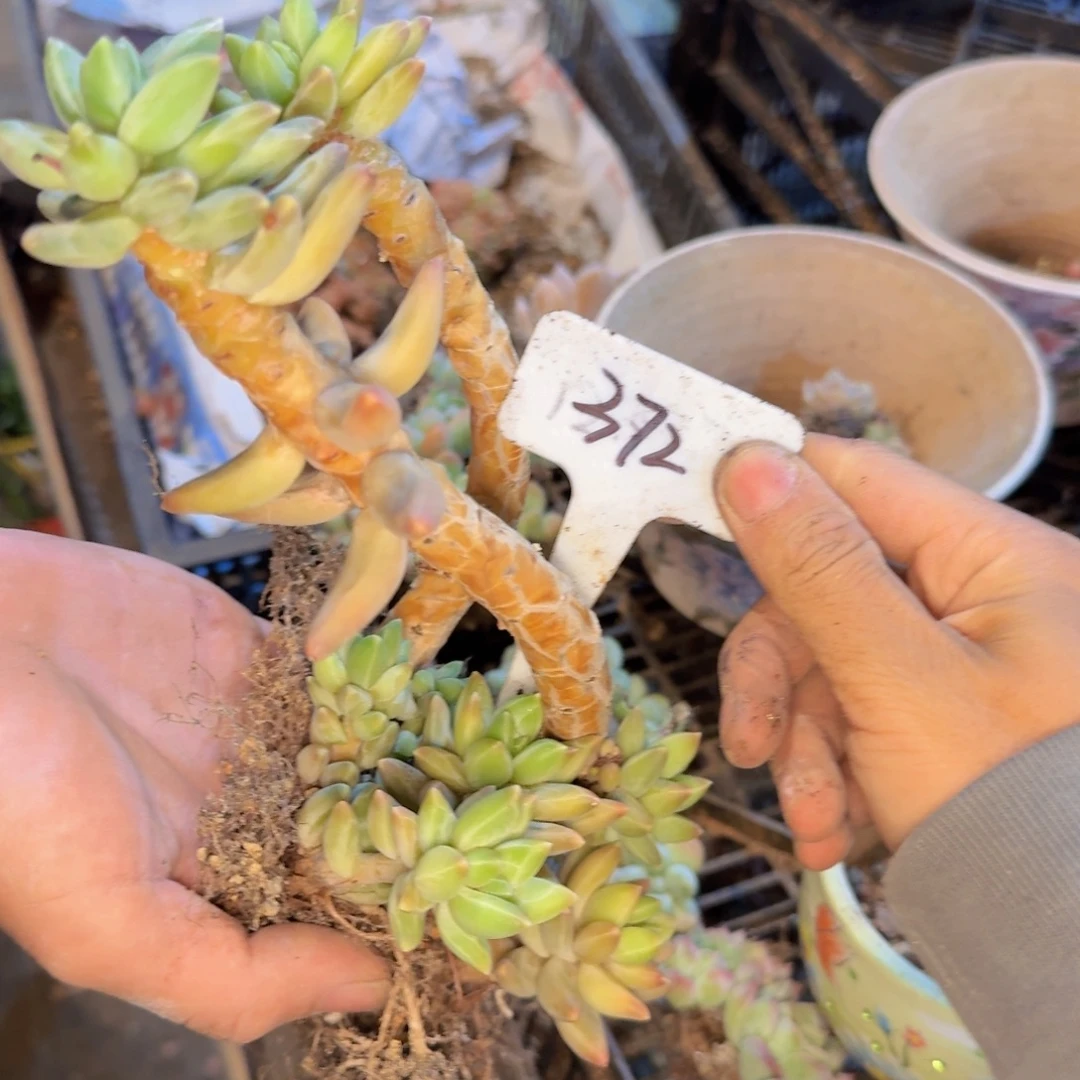 多肉植物的生长发育和生长