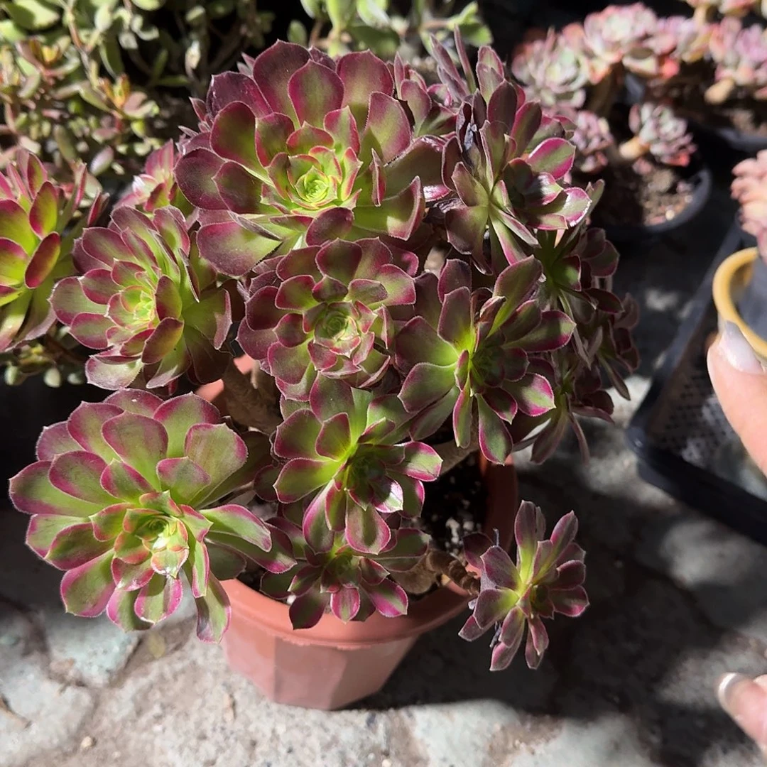 安娜法师老庄多肉植物