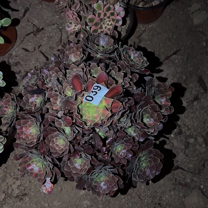 039花纳多肉植物不售后