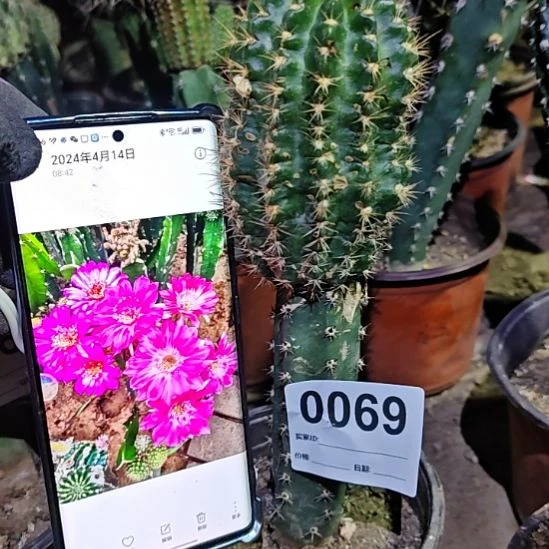 丽花0701福秀普嫁接69